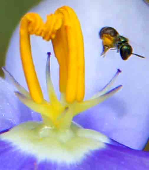 Picture of Flower with insect flying