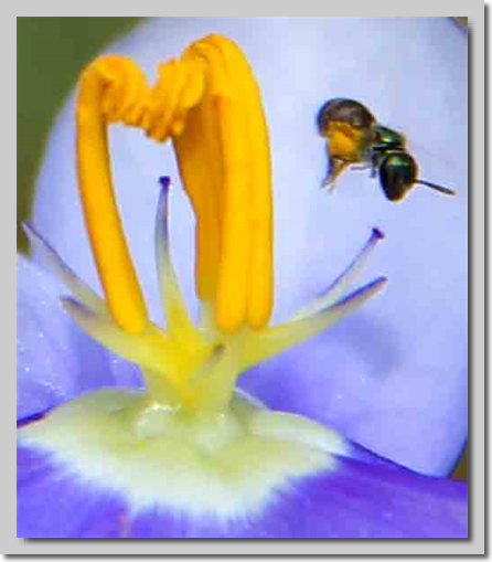 Picture of Flower with insect flying